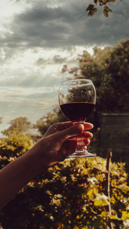 Woman's hand holding a glass of red wine in vineyard.の写真素材