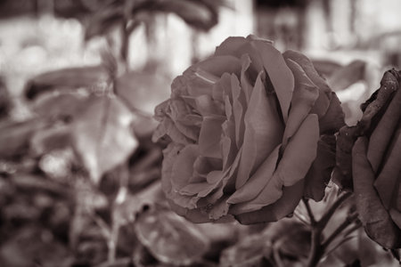 Beautiful roses in the garden. Sepia tone. Toned.の写真素材