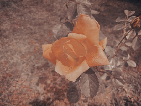 Vintage rose in the garden, retro toned image with space for textの写真素材