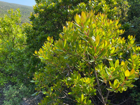 Green rhododendron shrub on the slopes of the mountains