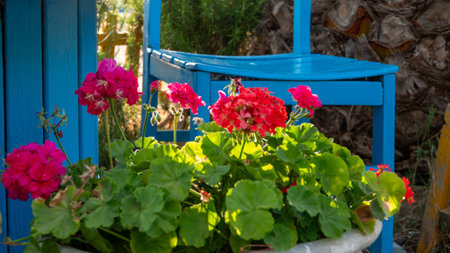 Colorful geraniums in a pot on a blue wooden chairの写真素材