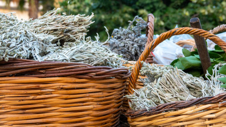Dry sage (Salvia officinalis) leaves in wicker baskets. Sage leafs (Salviae folium) is well known herbal drug for carminative, antispasmodic, antiseptic, astringentの写真素材