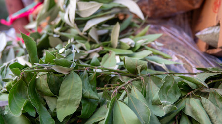Close up of green bay leaves for sale at a local market in Turkey