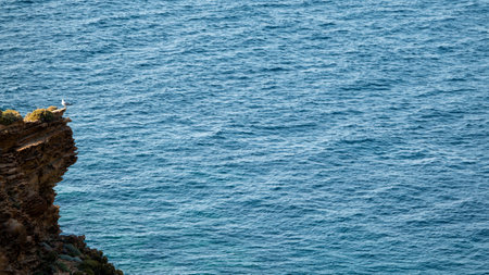 Seagull on the cliff above the sea. Sea background.の写真素材