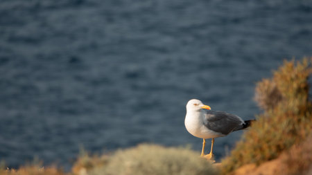 Seagull on the coast of Cabo de Gata, Spainの写真素材