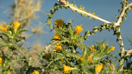 Blooming thistle in the field on a background of blue skyの写真素材