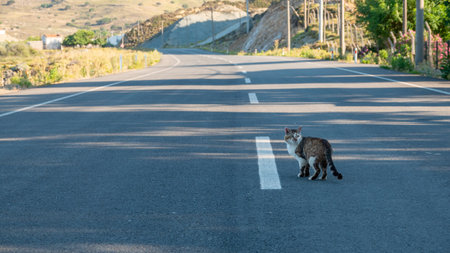 Cat on the road in Crete island, Greece, Europe.の写真素材