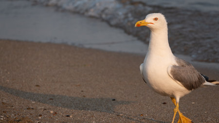 A daring strong seagull wandering alone on the Aegean coast, spying around for food. macro photographyの写真素材