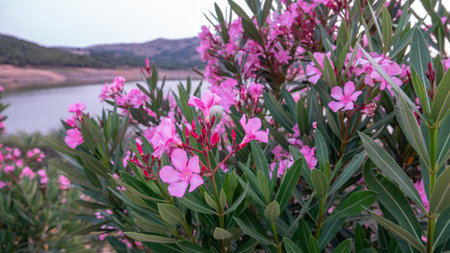 Pink oleander flowers on the background of the lake in the eveningの写真素材