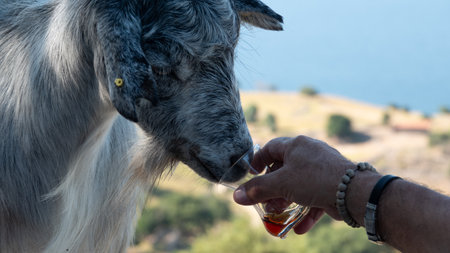 A goat roaming freely in the PÄ±narbaÅÄ± ÃÄ±naraltÄ± region of GÃ¶kÃ§eada drinks Turkish tea in a glass from a tourist's handの写真素材