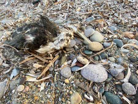 Died bird body on the beach, Birds can be attacked by humans or animals, unable to tolerate hunger because of the environmental and changing natureの写真素材