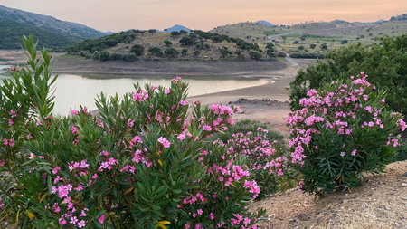 Landscape with oleander flowers and lake at sunset, Gokceada, Turkeyの写真素材