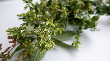 close-up sage and thyme branches on a white backgroundの写真素材