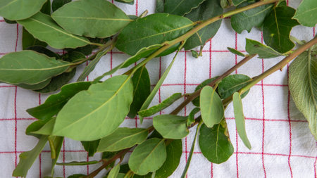 Bunch of laurel leaves on a tablecloth. top viewの写真素材