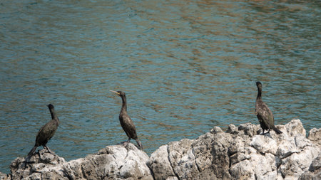 Cormorant on a rock by the sea in Turkey.の写真素材
