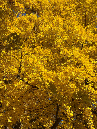 Yellow leaves of ginkgo tree in autumn, close-up