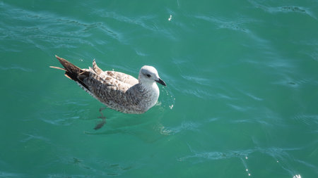 Seagull in the sea, close-up, view from aboveの写真素材