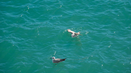 Seagulls flying in the blue sea. View from above.