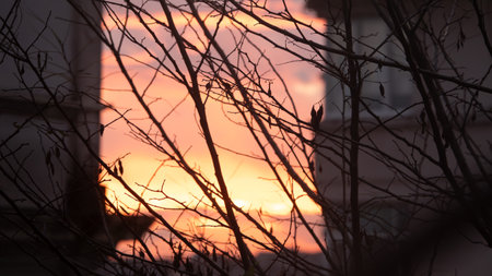 Silhouette of building and tree branches with red sky and clouds at sunset in Istanbul. Shallow depth of field.の写真素材