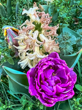 Beautiful spring flowers. Tulips and hyacinths in the garden