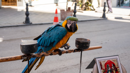 Beautiful macaw parrot sitting on a perch in the street