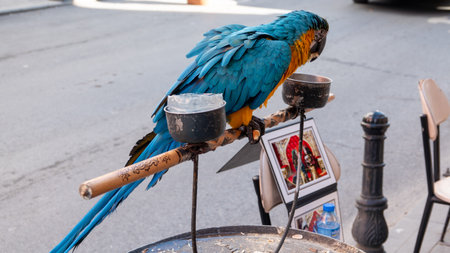 Blue and yellow macaw parrot on the street in Barcelona, Spain