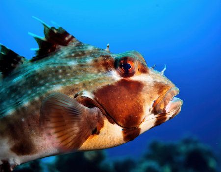 Porcupine Fish in the Red Sea. Egypt. Shallow DOFの素材