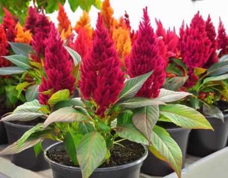 Celosia argentea in flowerpot at the gardenの素材