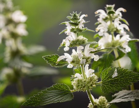 Close up of white stinging nettle (Melissa officinalis) flowersの素材