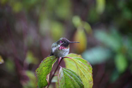 Hummingbird was relaxing beside my window of my townhouse.
