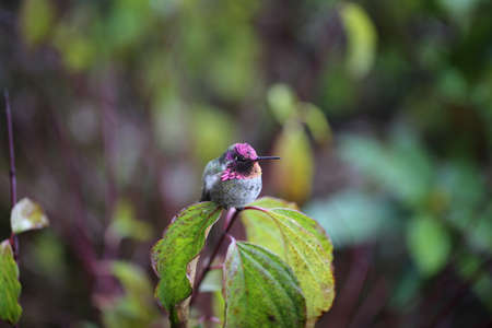Hummingbird was beside my townhouse in Monmouth, Oregon.の写真素材