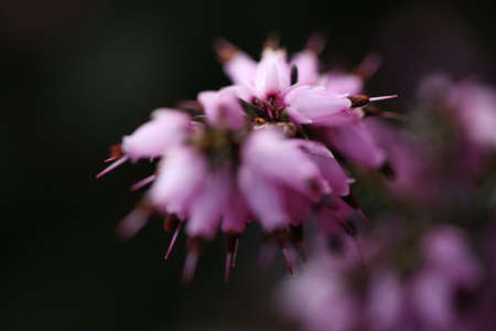Beautiful flowers beside my house in Monmouth, Oregon, in the Spring season.の写真素材