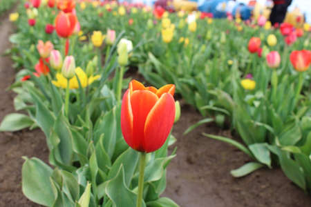 These beautiful tulips were taken in the tulip farm which happen once a year in Salem, OR.の写真素材