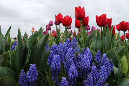 These beautiful tulips were taken in the tulip farm which happen once a year in Salem, OR.