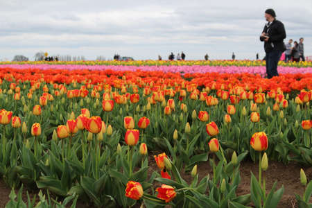 These beautiful tulips were taken in the tulip farm which happen once a year in Salem, OR.の写真素材