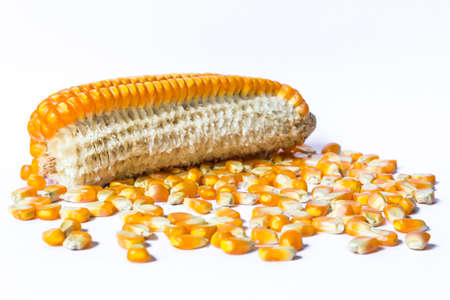 Corn seed isolated on white  の写真素材