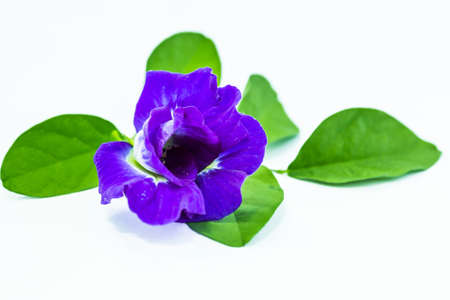 Butterfly pea or Asian pigeonwings on whiteの写真素材
