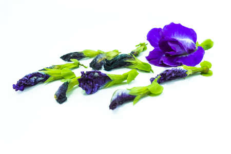Butterfly pea or Asian pigeonwingsの写真素材