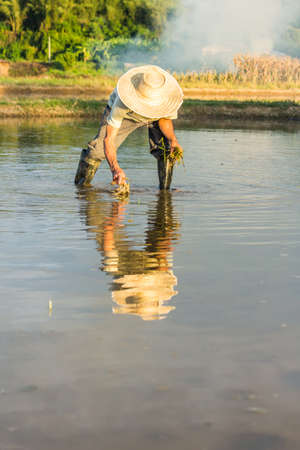 a man working in a rice plantation の写真素材