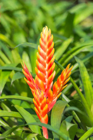 Vriesea flower の写真素材