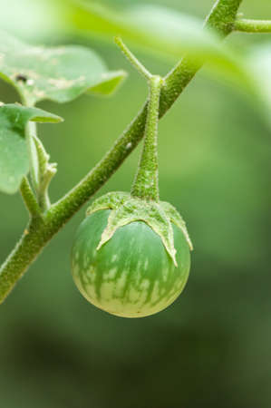 eggplantの写真素材