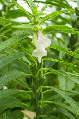 close-up of sesame plant blooming outdoors.の写真素材