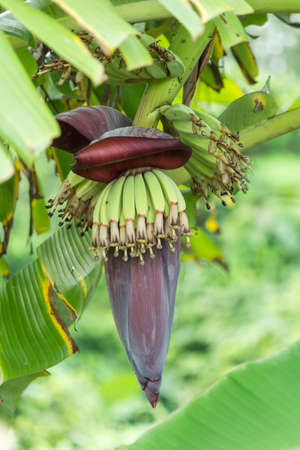 Banana tree with a red bud.の写真素材