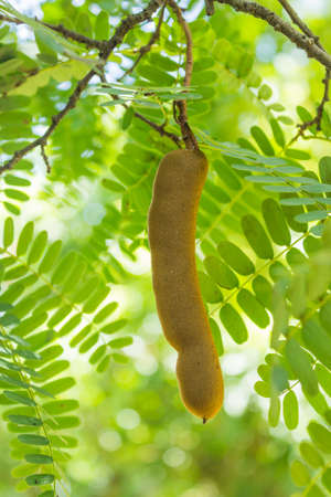 Ripening cluster of tamarind pod high up in its tree.の写真素材