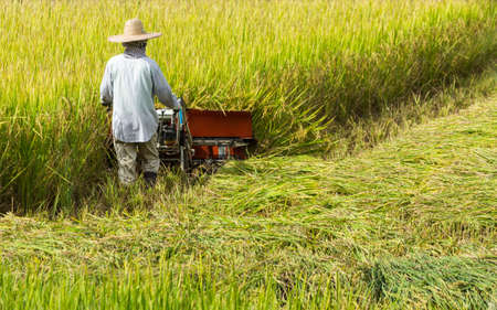 Harvesting combine at the rice field.