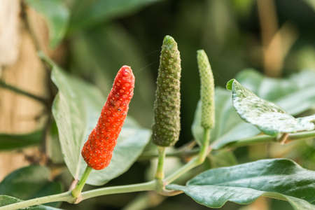 Long Pepper or Piper longumの写真素材