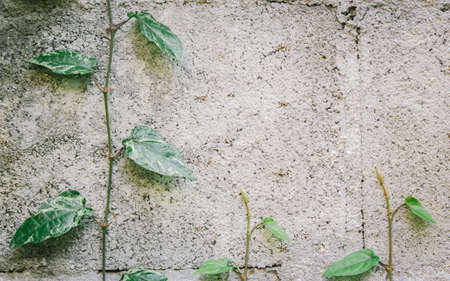 Wall background texture with long pepper vinesの写真素材