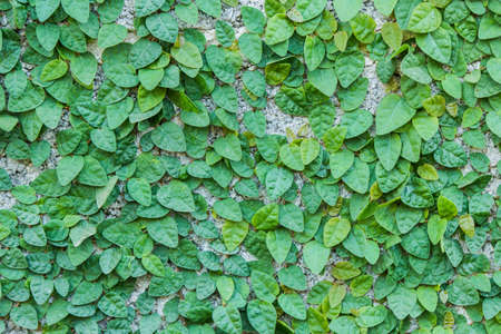 Climbing Fig on the Wall