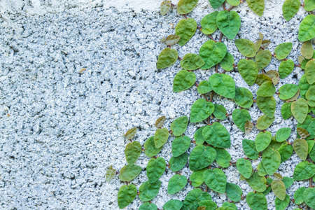 Climbing Fig on the Wall