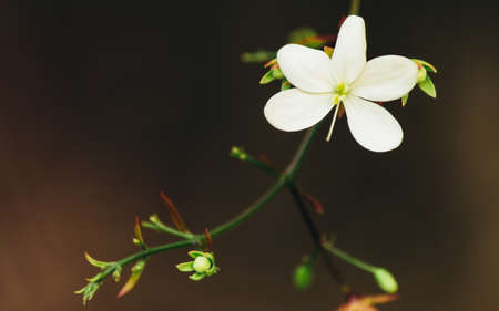 A beautiful white flower, vintage style.の写真素材